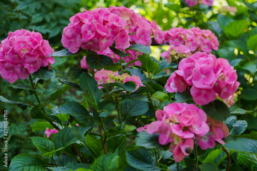 Inflorescence of bright pink hydrangea flowers in the garden.