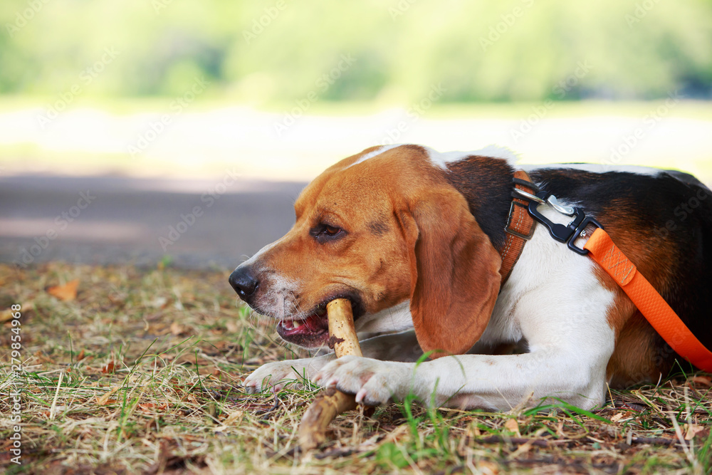 The dog breed American Foxhound