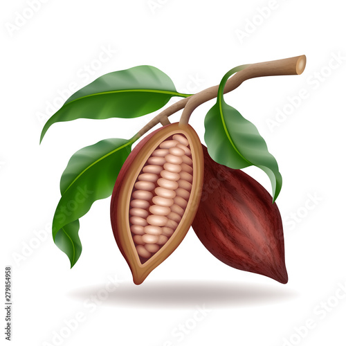 Realistic raw and dry cocoa thee pods, beans and branch with green leaf