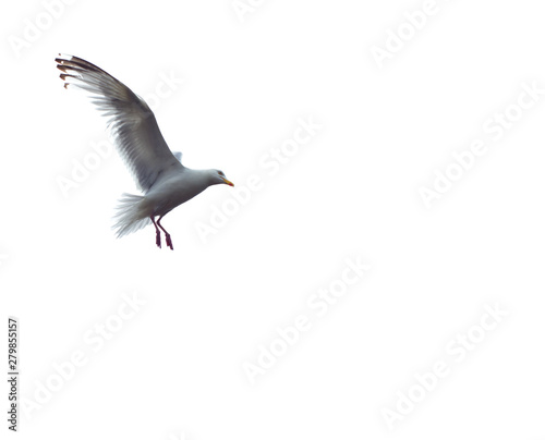herring gull in flight close up