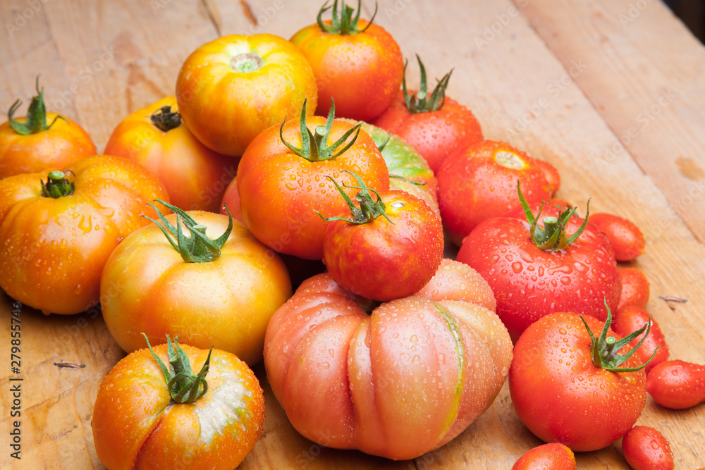 Tomates maduros y tomates cherry juntos en la misma foto. Foto de conjunto de tomates saludables y sanos, hay tomates grandes y tomates cherry Tomates maduros y tomates cherry juntos en la misma foto. Foto de conjunto de tomates saludables y sanos, hay tomates grandes y tomates cherry