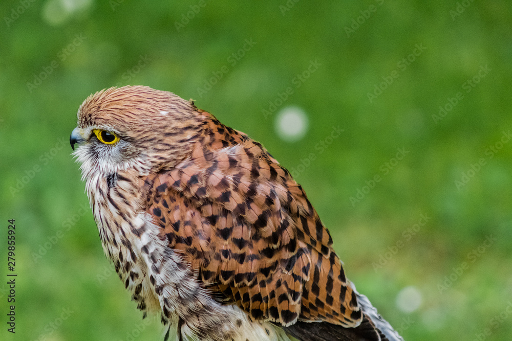 Fototapeta premium a kestrel perched on his innkeeper surrounded by grass