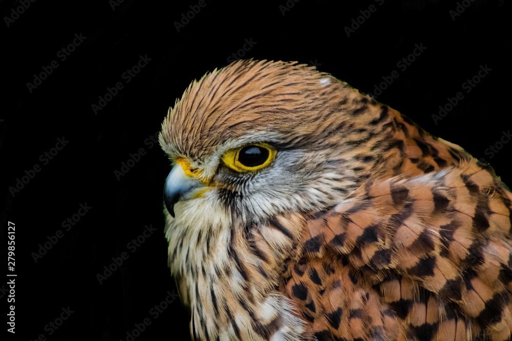 a kestrel perched on his innkeeper surrounded by grass a kestrel perched on his innkeeper surrounded by grass