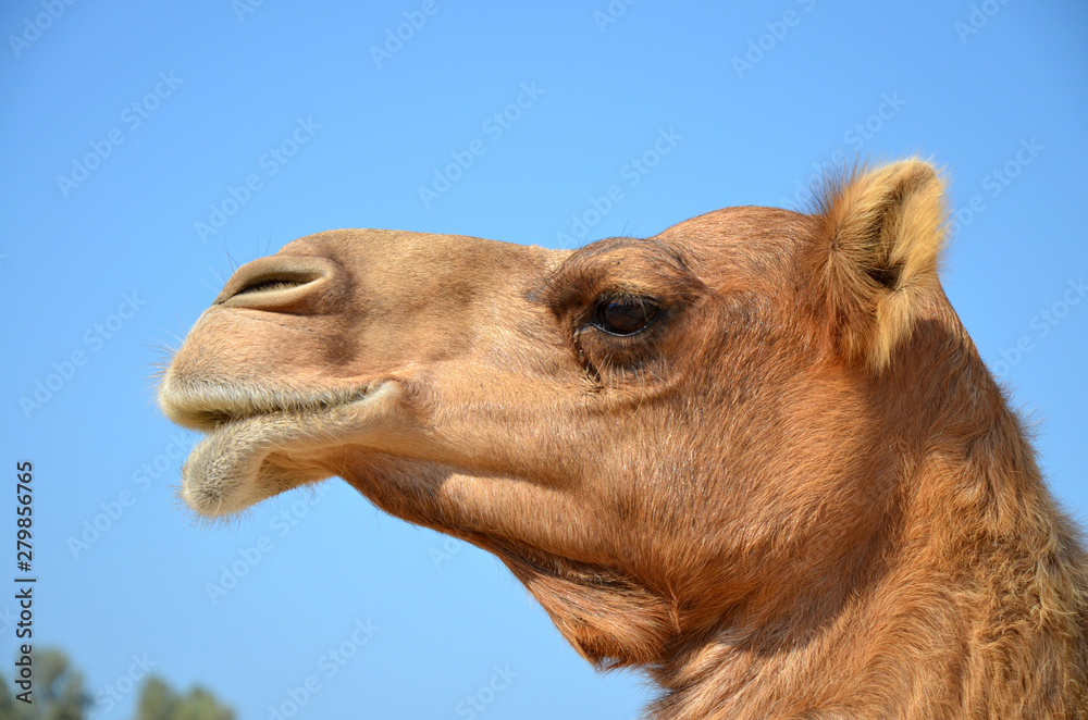 Obraz premium Dromedar