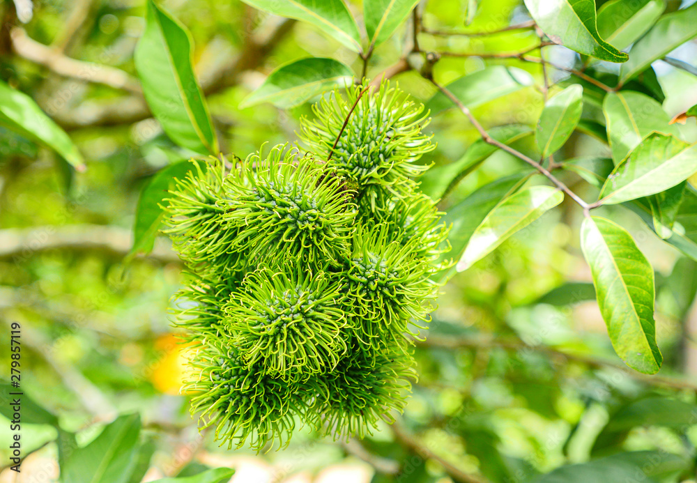 rambutan fruits on tree rambutan fruits on tree
