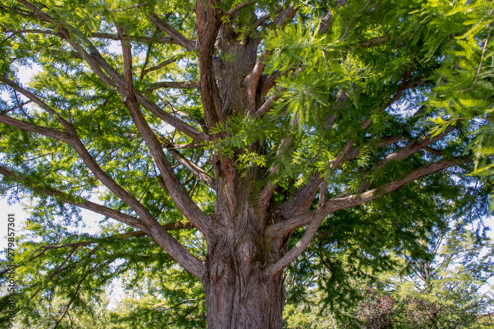 So Many Branches