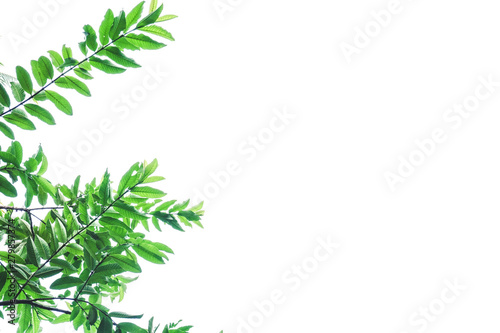 tree branches on sky background