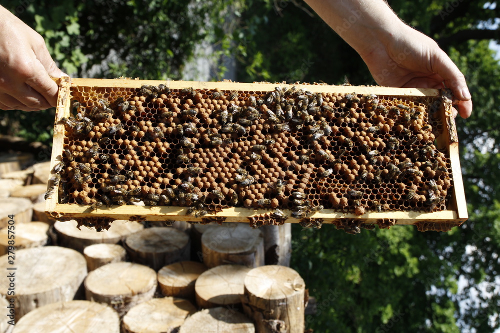 Natural spring honey and honeycomb in detail view Natural spring honey and honeycomb in detail view