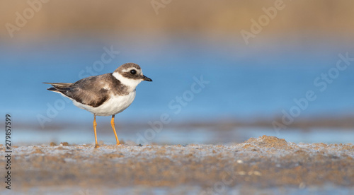 Young large plover