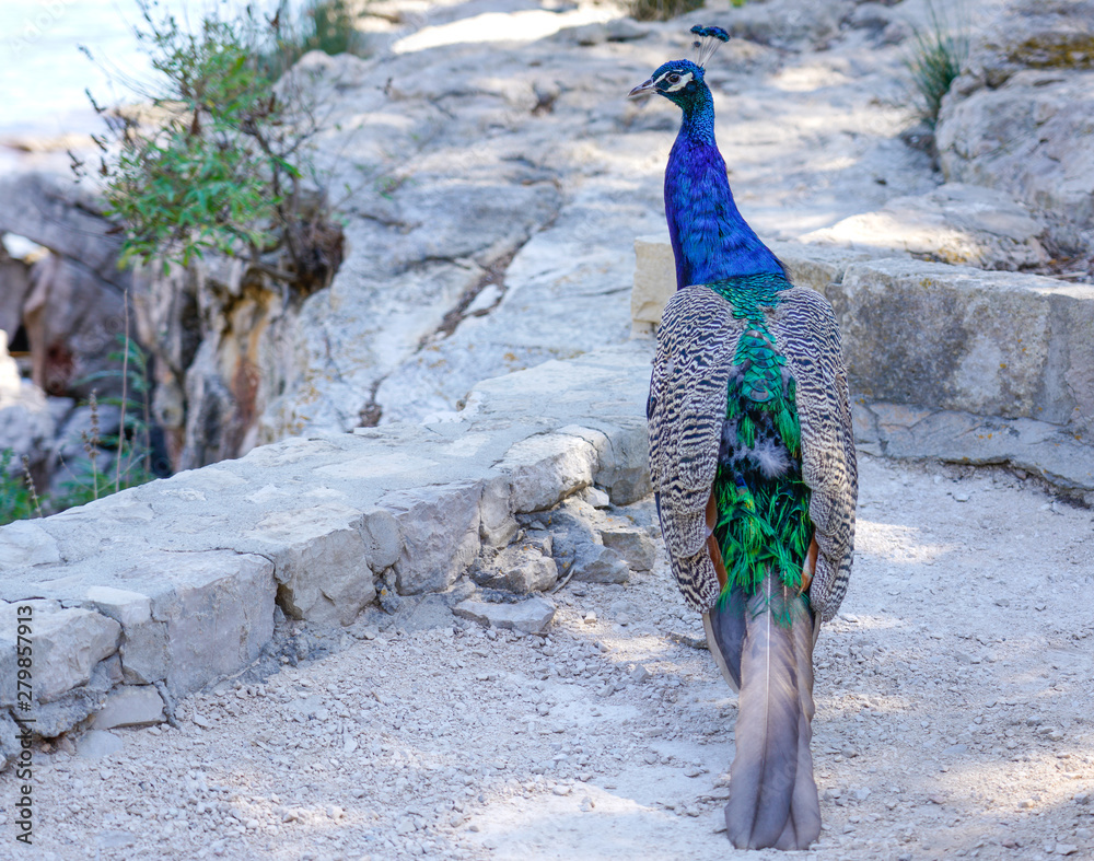 Obraz premium peacock in the park