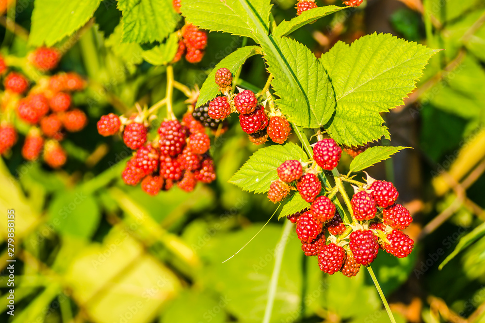 The fruits of blackberries on a wire woven fence The fruits of blackberries on a wire woven fence