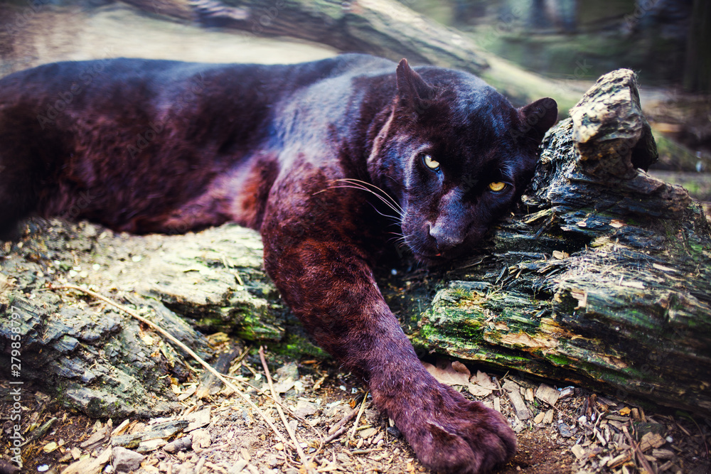 Beautiful black panther. Big cat. Animal world. Stock Photo | Adobe Stock