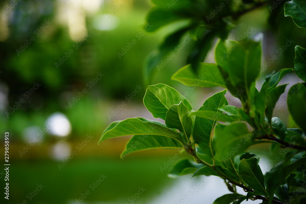 Grüne Blätter am Teich im Garten Grüne Blätter am Teich im Garten