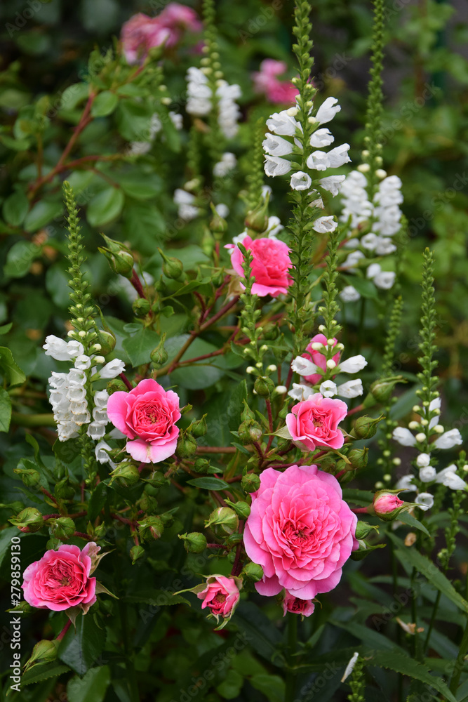 The photo shows a growing bouquet of bright flowers. The photo shows a growing bouquet of bright flowers.