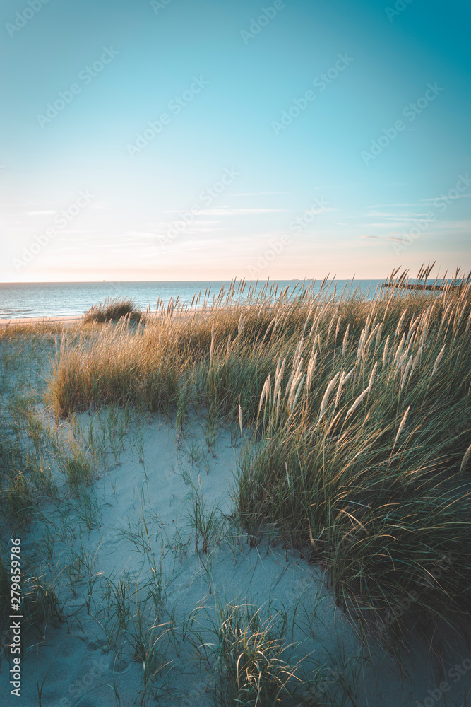 Dunes at sunset on bright blue days at the beach. Dune grass blowing in the summer breeze