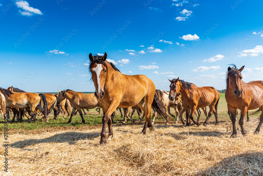 Herd of horses galloping across the field.