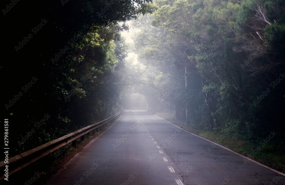Misty road into the forest Misty road into the forest