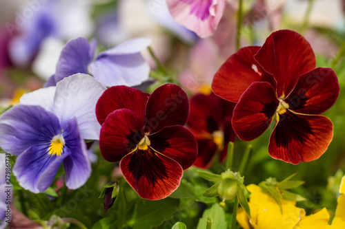 Bright tricolor viola flawers