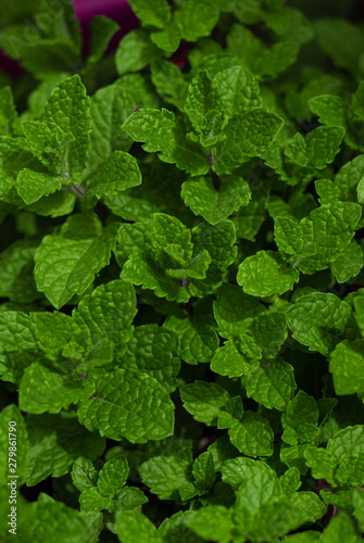 fresh green leaves of mint plant