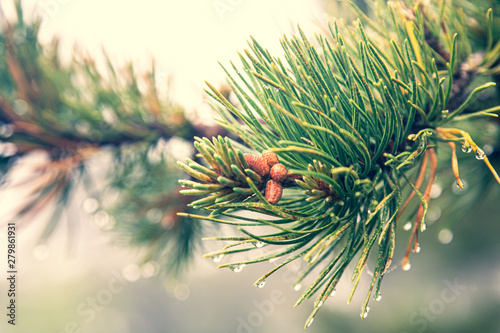 Baby pine cones growing on the end of wet pine branch