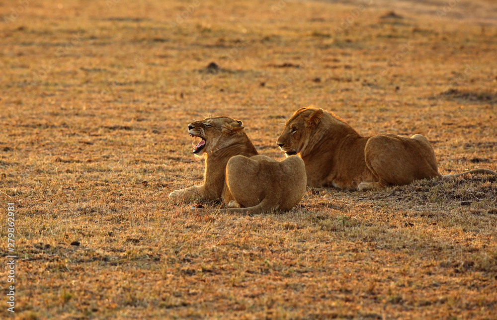 Obraz premium A pair of lion in the morning light at Masai Mara, Kenya