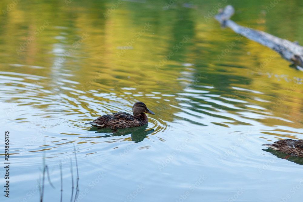 Ducks on a forest pond in the sunset light