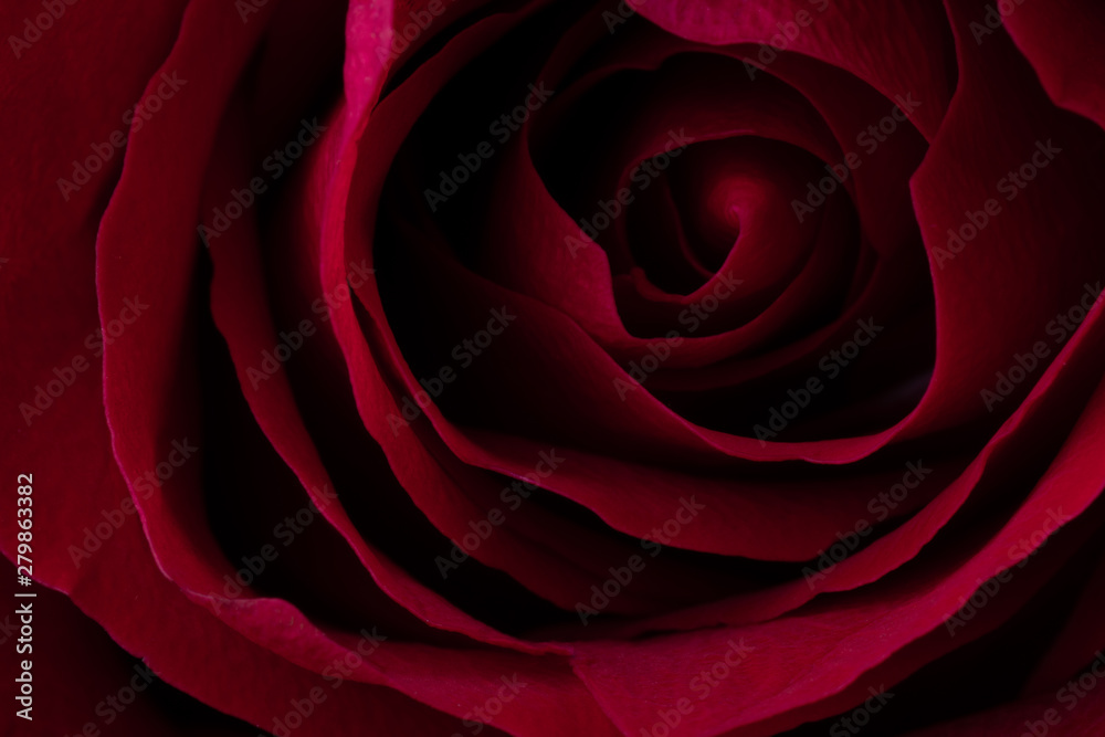Naklejka premium A close up macro shot of a red rose.