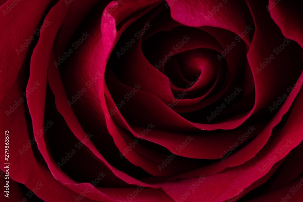 A close up macro shot of a red rose. A close up macro shot of a red rose.