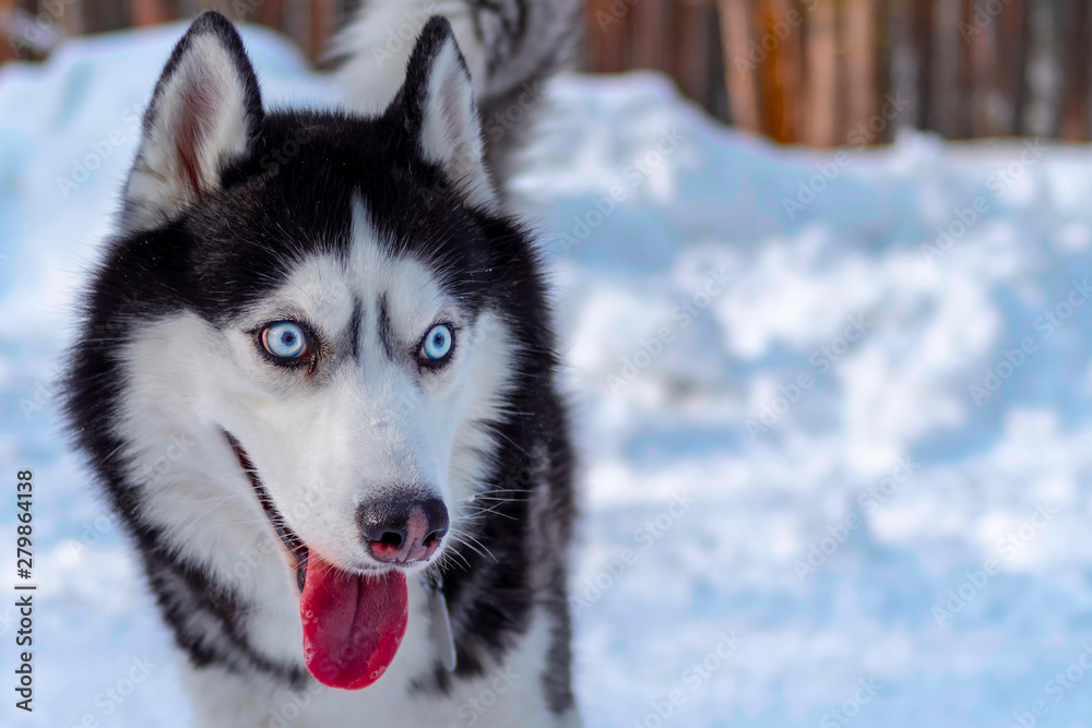 Portrait of a blue eyed beautiful smiling Siberian Husky dog with tongue sticking out. Winter background, copy space.