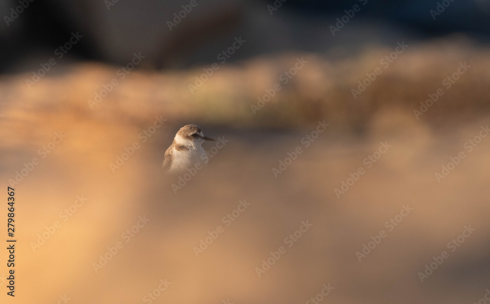 Obraz premium Black plover