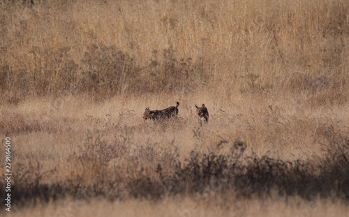 Photography A pair of Iberian Lynx starting the day in Doñana NJational Park.