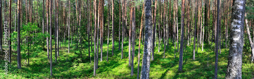Panoramic view of pine forest on sunny day, Nalibokskaya Puscha, Belarus.