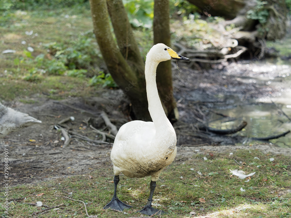 Der Zwergschwan (Cygnus columbianus bewickii) Der Zwergschwan (Cygnus columbianus bewickii)