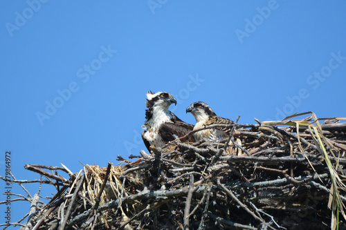 Nesting Osprey with young