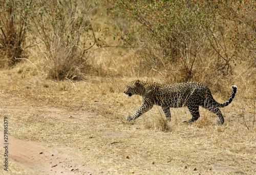A leopard crossing the mud track at Masai Mara, Kenya