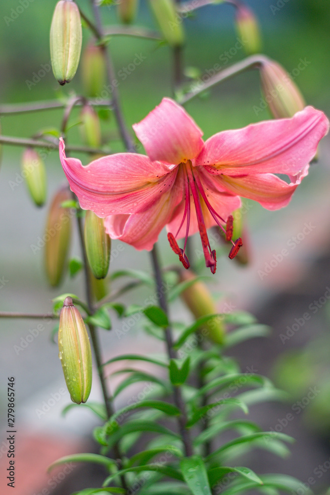 Scarlet lily flower bowed in natural conditions. Gardening and growing plants. Scarlet lily flower bowed in natural conditions. Gardening and growing plants.