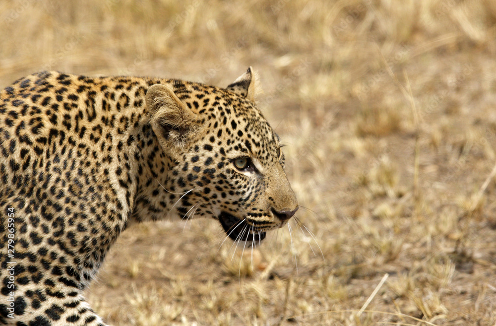 Closeup of a Leopard at Masai Mara, Kenya Closeup of a Leopard at Masai Mara, Kenya