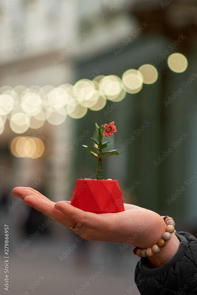 The girl hold pot with plant gerbera on the street. Close up The girl hold pot with plant gerbera on the street. Close up