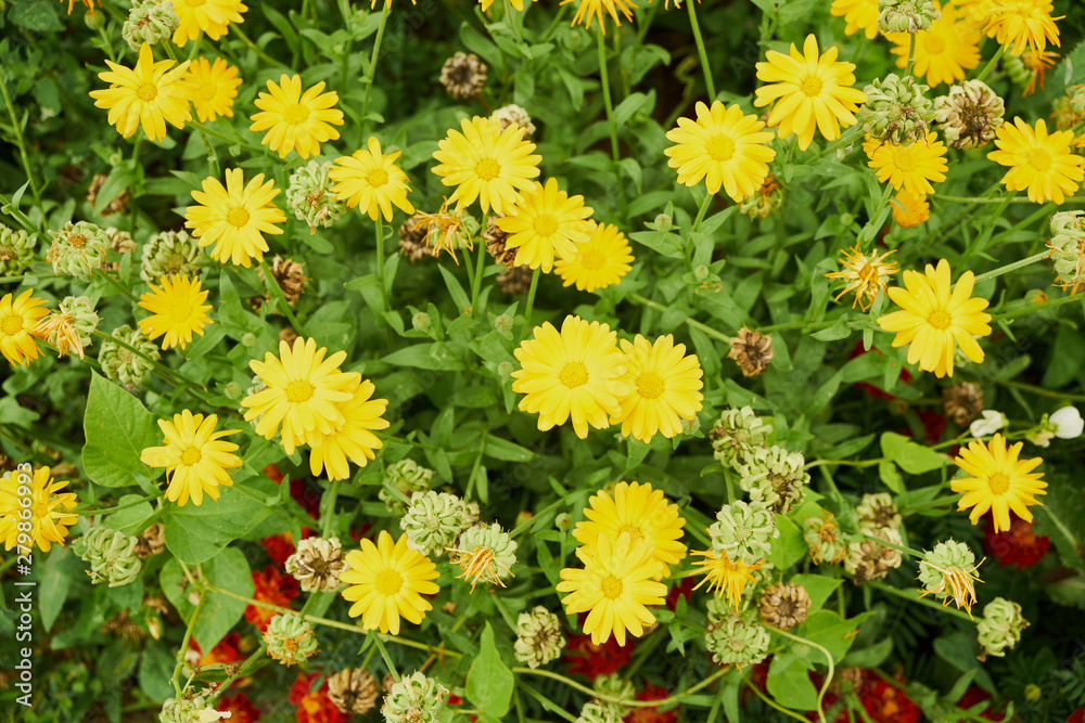 nature summer garden flowers yellow in the field nature summer garden flowers yellow in the field