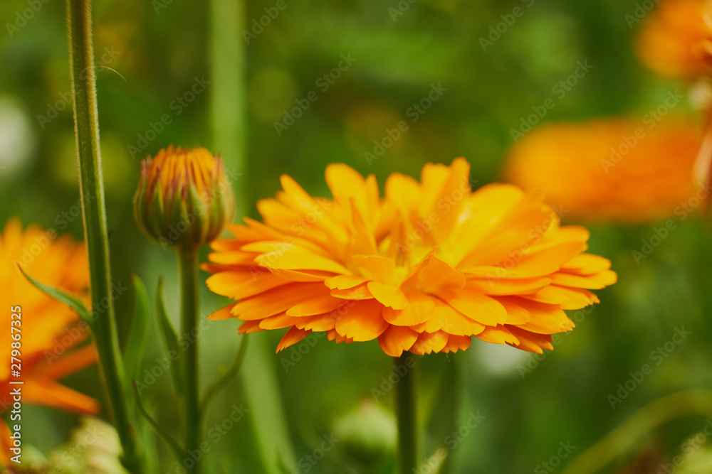 nature summer garden flowers yellow in the field nature summer garden flowers yellow in the field