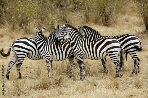 Stripes at Masai Mara Grassland  Kenya