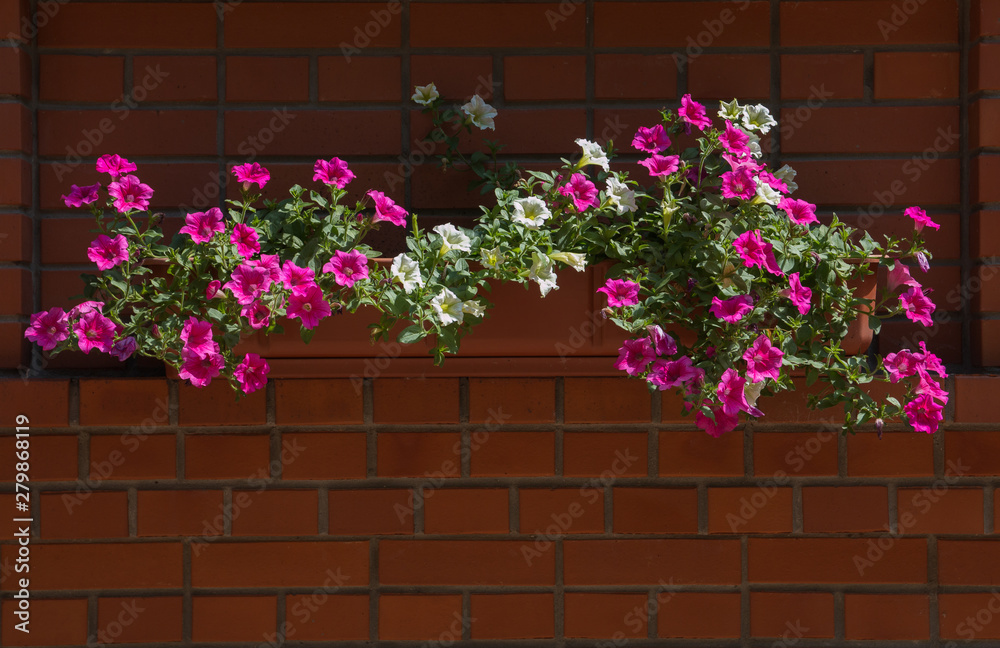 Fototapeta premium blooming petunias in pots on the facade of the building