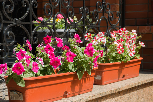 blooming petunias in pots on the facade of the building