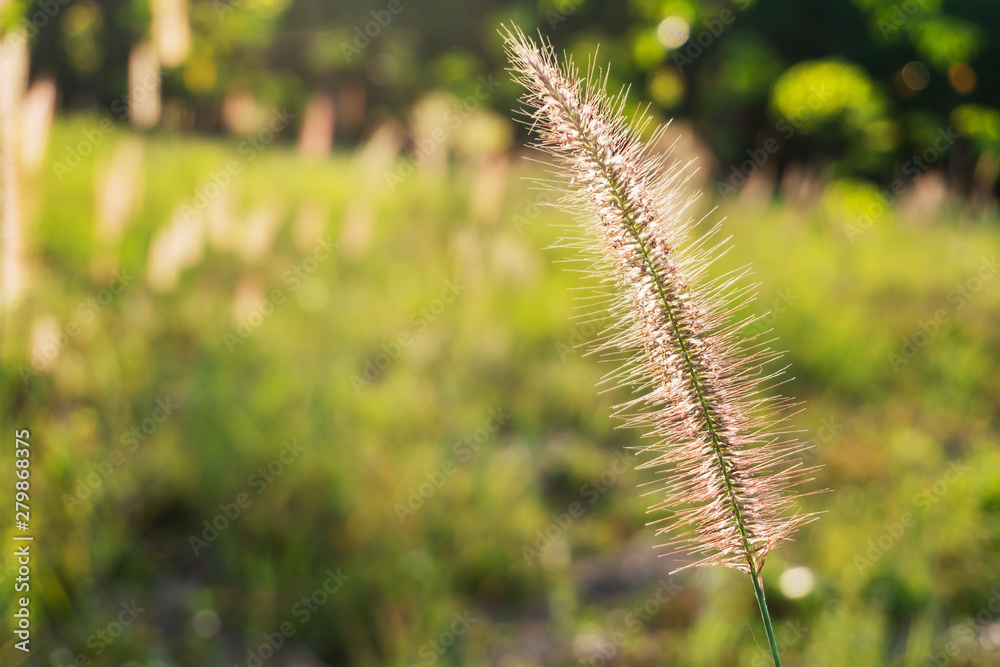 Grass flower in sunlight nature