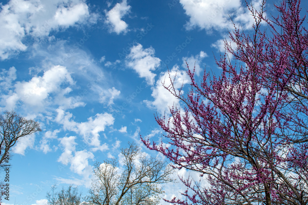 Springtime in Missouri on a beautiful sunny day with white clouds drifting across the blue sky, green leaves just beginning to open and a blooming redbud tree. Bokeh effect.