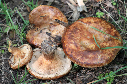 Hymenophore of Paxillus involutus or Brown roll-rim mushroom. July, Belarus