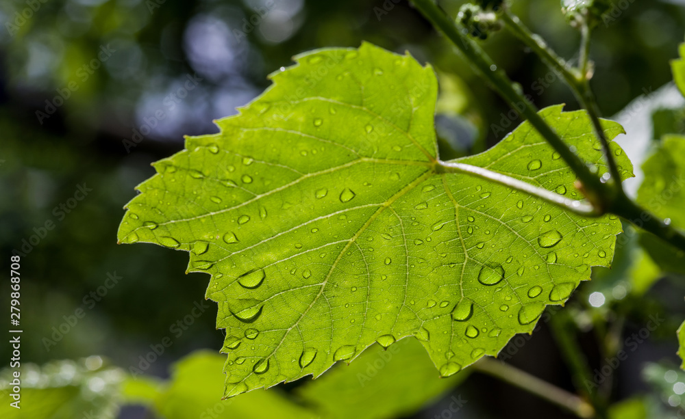 Grape plant leaf with water drops after rain. Selective focus. Grape plant leaf with water drops after rain. Selective focus.