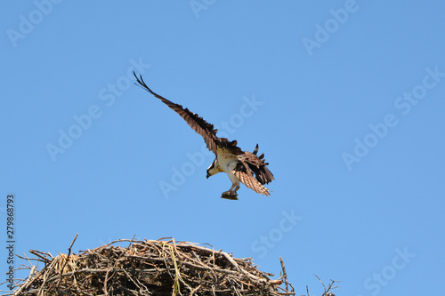 Fotografie Osprey landing on nest with fish