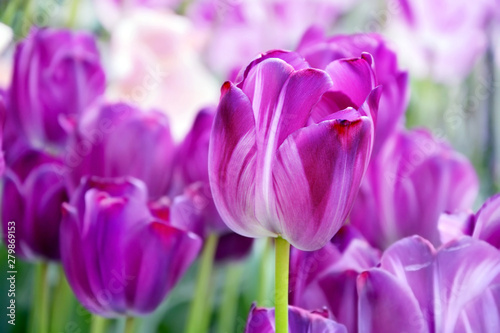 Purple tulips in Keukenhof park of flowers in the Netherlands. Beautiful nature background.