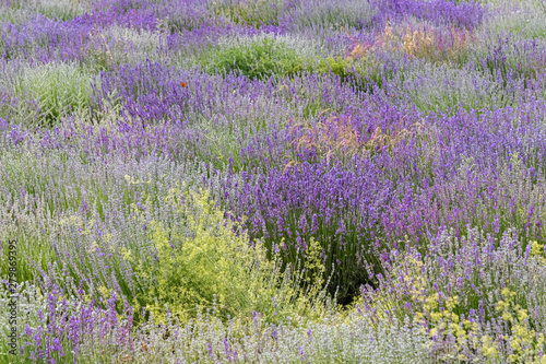 fields of real lavender on the mountain of Lure